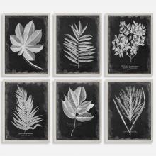 Uttermost 33671 - Foliage Framed Prints, S/6